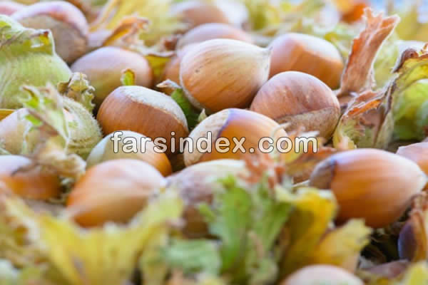 فندق, خواص فندق, مضرات فندق, خواص فندق برای کم خونی, خواص فندق برای دیابت, خواص فندق برای لاغری, خواص فندق در بارداری, خواص فندق در بدنسازی فندق, خواص فندق, مضرات فندق, خواص فندق برای کم خونی, خواص فندق برای دیابت, خواص فندق برای لاغری, خواص فندق در بارداری, خواص فندق در بدنسازی