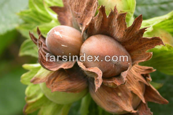 فندق, خواص فندق, مضرات فندق, خواص فندق برای کم خونی, خواص فندق برای دیابت, خواص فندق برای لاغری, خواص فندق در بارداری, خواص فندق در بدنسازی فندق, خواص فندق, مضرات فندق, خواص فندق برای کم خونی, خواص فندق برای دیابت, خواص فندق برای لاغری, خواص فندق در بارداری, خواص فندق در بدنسازی