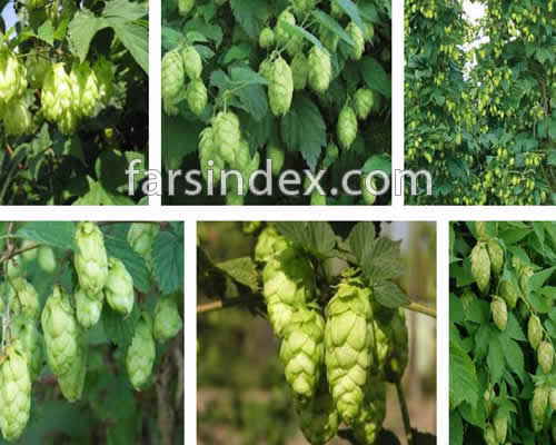 رازک, چای رازک, عوارض رازک, طبع رازک, رازک خشک, رازک در آبجو رازک, چای رازک, عوارض رازک, طبع رازک, رازک خشک, رازک در آبجو