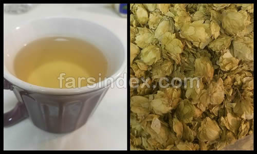 رازک, چای رازک, عوارض رازک, طبع رازک, رازک خشک, رازک در آبجو رازک, چای رازک, عوارض رازک, طبع رازک, رازک خشک, رازک در آبجو