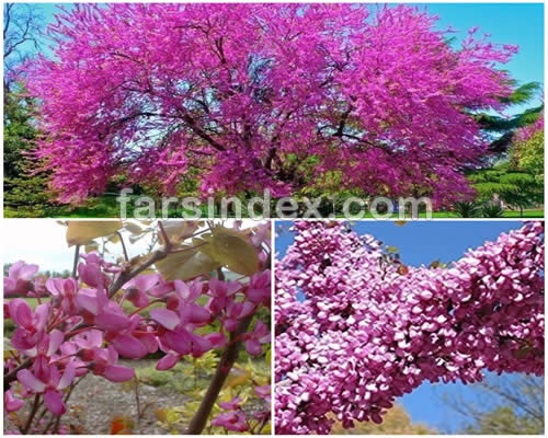 ارغوان / خواص ارغوان / گیاه ارغوان / درخت ارغوان / ارغوان (سرده) / گل ارغوان / درخت ارغوان افغانی / درخت ارغوان کانادایی / درخت ارغوان امریکایی / درخت ارغوان چینی / قلمه زدن درخت ارغوان / تکثیر ارغوان / معنی ارغوان