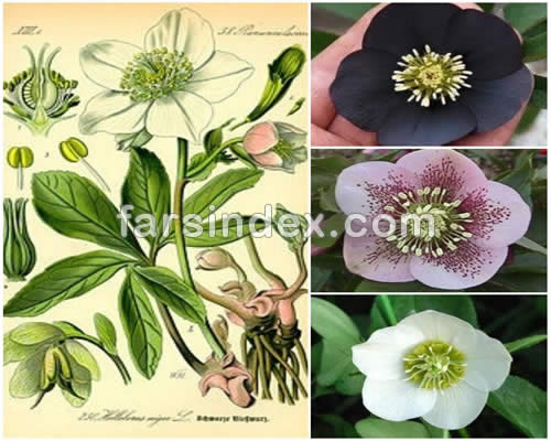 خربق / خربق سفید / خربق سیاه / خواص خربق سفید / خواص خربق سیاه / مضرات خربق سفید / مضرات خربق سیاه خربق / خربق سفید / خربق سیاه / خواص خربق سفید / خواص خربق سیاه / مضرات خربق سفید / مضرات خربق سیاه