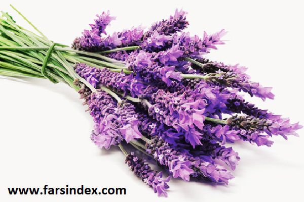 تاثیر اسطوخودوس در کاهش اضطراب