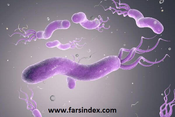 باکتری هلیکوباکتر پیلوری (H. pylori) در زخم معده و زخم اثنی عشر