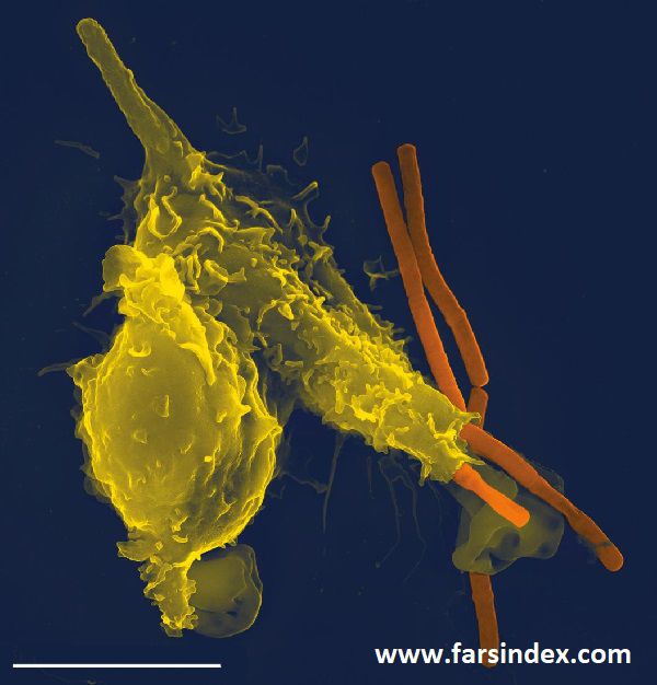 تصویری از سیستم ایمنی بدن - یک گلبول سفید (زرد) در حال حمله به باکتری سیاه زخم (نارنجی). طول خط سفید در پایین تصویر 5 میکرومتر است.