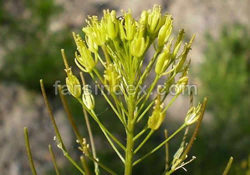 خاکشیر, خواص خاکشیر, مضرات خاکشیر, طبع خاکشیر