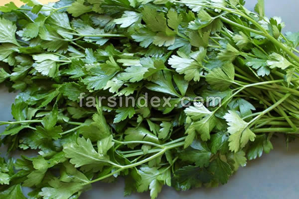 جعفری / سبزی جعفری / خواص جعفری / مضرات جعفری / طرز تهیه آب جعفری / مضرات آب جعفری / طرز تهیه جوشانده جعفری / طبع جعفری جعفری / سبزی جعفری / خواص جعفری / مضرات جعفری / طرز تهیه آب جعفری / مضرات آب جعفری / طرز تهیه جوشانده جعفری / طبع جعفری
